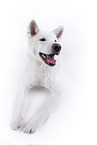 white Akita Inu in front of white background