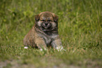 sitting Akita Inu