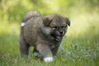 Akita Inu puppy