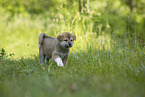 Akita Inu puppy