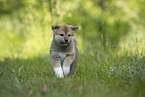 running Akita Inu puppy