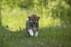 running Akita Inu puppy