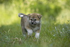 running Akita Inu puppy