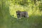 standing Akita Inu