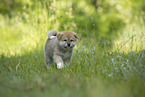 Akita Inu puppy