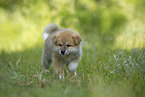 Akita Inu puppy