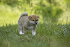 running Akita Inu puppy