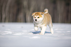 Akita Inu in the snow