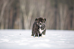 Akita Inu in the snow