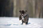 Akita Inu in the snow