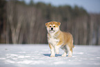 Akita Inu in the snow