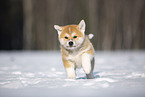 Akita Inu in the snow