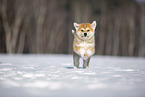 Akita Inu in the snow