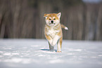 Akita Inu in the snow