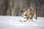 Akita Inu in the snow