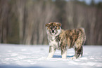 Akita Inu in the snow