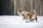 Akita Inu in the snow