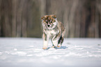 Akita Inu in the snow