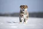 Akita Inu in the snow