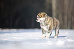 Akita Inu in the snow