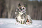 Akita Inu in the snow