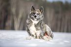 Akita Inu in the snow