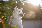 Akita Inu in lilac