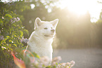 Akita Inu in lilac