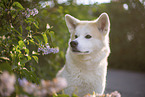 Akita Inu in lilac