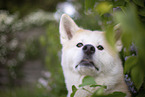 Akita Inu Portrait