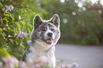 Akita Inu in lilac