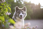 Akita Inu in lilac