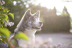 Akita Inu in lilac