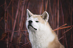 male Akita Inu in autumn