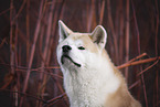 male Akita Inu in autumn