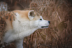 male Akita Inu in autumn