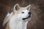 male Akita Inu in autumn