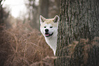 male Akita Inu in autumn