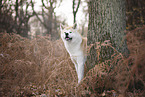 male Akita Inu in autumn