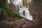 male Akita Inu in autumn