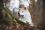 male Akita Inu in autumn