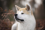 male Akita Inu in autumn