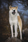 male Akita Inu in autumn