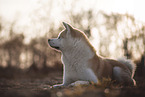 male Akita Inu in autumn