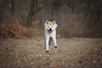 male Akita Inu in autumn