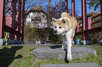 female Akita Inu