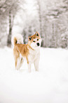 Akita Inu in winter