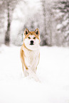 Akita Inu in winter