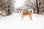 Akita Inu in winter