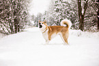 Akita Inu in winter